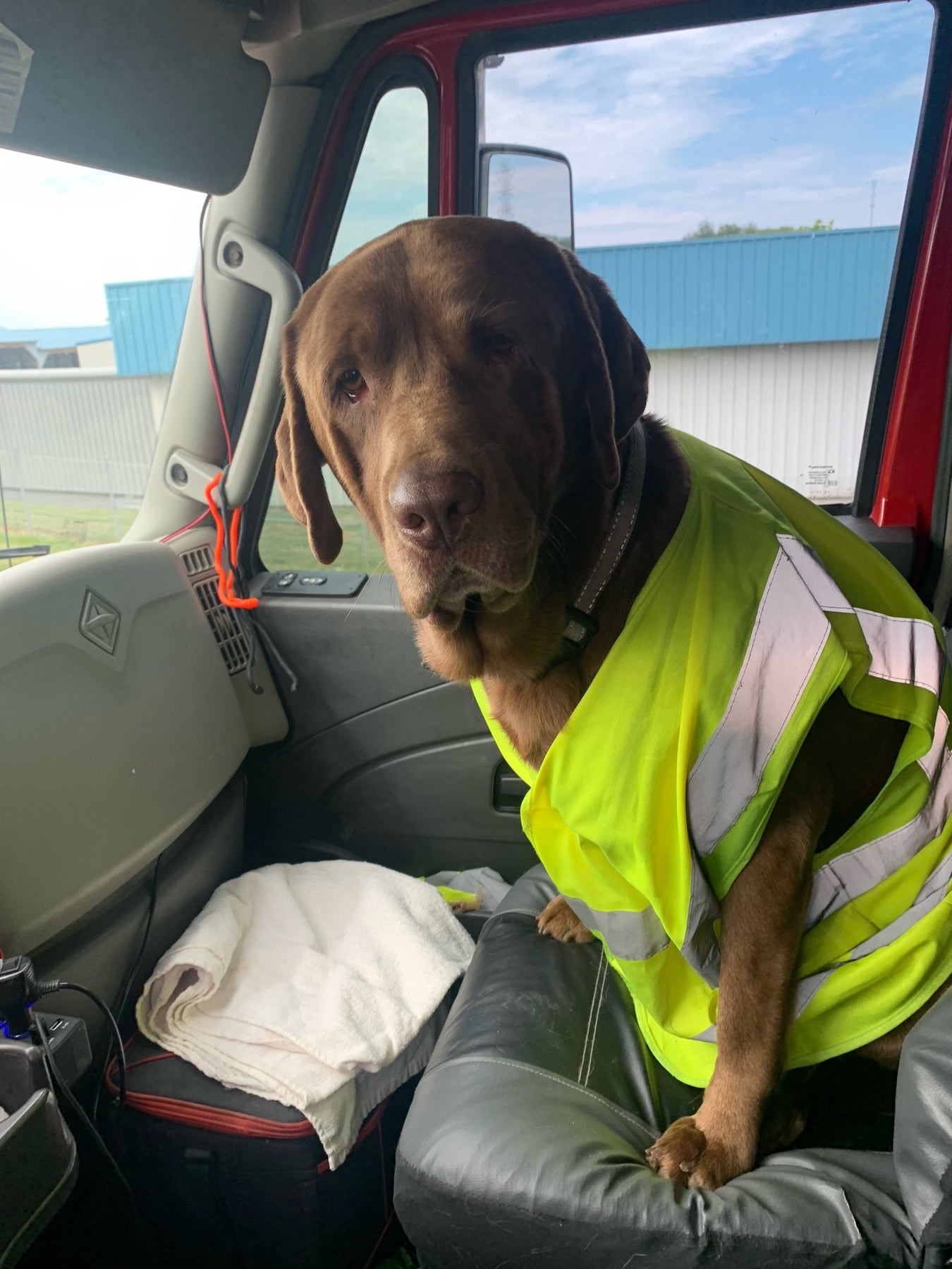 Pet Gear